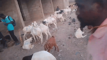Large goat herd observed in dirt enclosure with people present