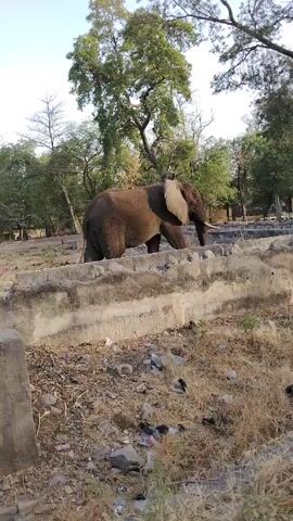 The video shows an elephant in what appears to be an enclosure. The elephant is dark gray and has large tusks. It is walking along the edge of a concrete structure. The enclosure appears to be dry with a lot of dead grass and leaves on the ground. There are trees in the background. The sky is visible and appears to be overcast.