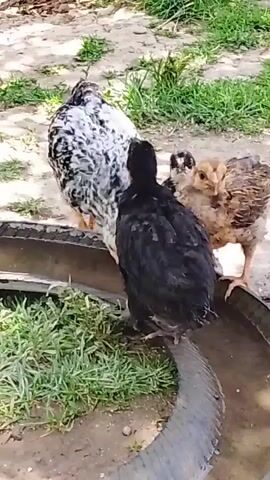 A group of chickens are gathered around a repurposed tire filled with water and grass. The chickens, of various colors including black, white and speckled brown, appear to be drinking or pecking at the grass. The environment is outdoors with dirt and grass visible. The camera is focused on the chickens and the water dish.