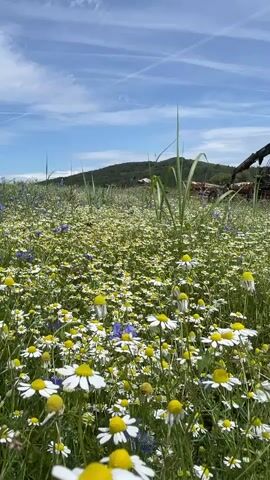The video opens with a close-up view of a vibrant field of wildflowers, primarily daisies and cornflowers, under a bright blue sky with scattered white clouds. The camera slowly pans across the field, revealing the intricate details of the blossoms and their green stems. In the background, a gentle hill covered in green foliage rises, suggesting a rural or natural setting. Further in the distance, a rustic, dark-colored piece of farm equipment, possibly a tractor or a harvesting machine, is visible amidst the tall grasses at the edge of the field. The scene is bathed in the warm light of daytime, with the clear sky and fluffy clouds indicating pleasant weather. The overall impression is one of natural beauty and tranquility, evoking a sense of peace and serenity. There are no people or explicit text visible in the video. The location context of Schwarzenborn, Germany, places this idyllic scene in a specific geographic region.