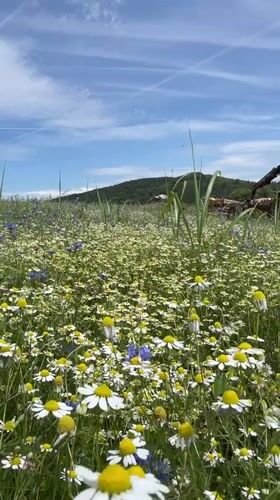 Wildflower meadow in full bloom, Schwarzenborn, Germany