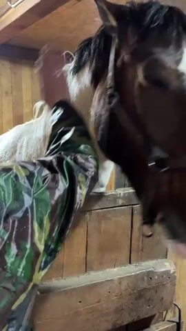 The video captures an indoor scene inside a wooden stable or barn. The primary subjects are a horse and a person, whose arm is partially visible. The horse, which has a pinto coat with large white and brown/black patches and a flowing white mane, is seen standing within a wooden stall. It wears a dark-colored halter or bridle.

At the beginning of the video, the person, wearing a camouflage-patterned jacket, reaches their hand over the wooden partition to pet the horse's neck and mane. The horse then turns its head towards the camera, looking directly into the lens. Its face is mostly white with brown patches around its eyes and ears, and it has a prominent white blaze. The horse then slightly opens its mouth, appearing to make a sound or a playful gesture.

The background shows wooden walls and beams, an overhead light fixture illuminating the space, and a small window or opening with a warm light glow in the distance. The interaction between the person and the horse appears gentle and engaging. There is no visible text in the media.