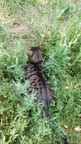 A tabby cat with dark stripes and a spotted coat is partially hidden in tall green grass. The cat is facing away from the camera, looking up at something in the distance. The grass is dry in some areas and green and leafy in others. Sunlight filters through the foliage, creating dappled shadows. The cat's tail is extended behind it, with a few dark rings visible.