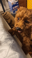 Small poodle plays on bed with owner in Sofia
