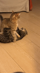 Two tabby cats play and wrestle in Milan apartment