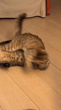 Two tabby cats play and wrestle in Milan apartment