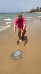 Large jellyfish washes ashore on Netanya beach, draws crowd
