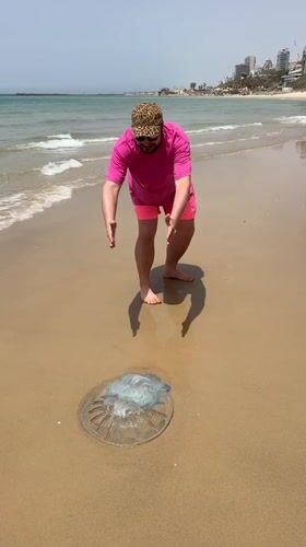 Large jellyfish washes ashore on Netanya beach, draws crowd