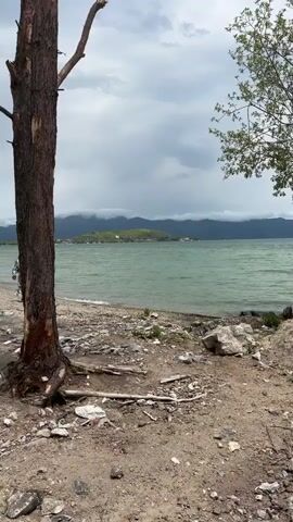 The video opens with a close-up shot of a large tree trunk, its bark rough and weathered. To the left of the tree, a person wearing a long, patterned dress is partially visible. The camera then pans to the right, revealing a body of water, likely a lake or sea, with gentle waves lapping at a pebble-strewn shore. In the distance, across the water, a green, hilly island is dotted with buildings and trees, and beyond that, mountains are shrouded in clouds. The sky is overcast, suggesting a cloudy day. A few pieces of debris, including rocks and small branches, are scattered on the ground in the foreground. The camera then moves back to show the person in the patterned dress walking away from the viewer towards the water's edge. The person walks from left to right across the frame, their back to the camera.
