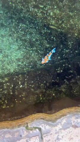 The video shows a small koi fish swimming in a shallow, clear pool. The fish has a mix of light blue, white, orange, and black markings. The bottom of the pool is covered in small, round objects which appear to be coins, and the surrounding area is comprised of stone.