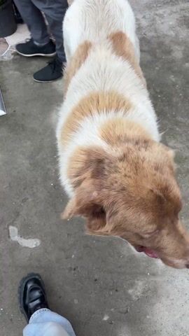A person is seen petting a dog outdoors. The dog has white fur with distinct brown and tan patches, particularly a solid light brown head and patches on its back. Its nose is brown, and one visible eye has a yellowish-brown iris, while the other is squinted or partially closed. The person's hand, with fair skin and a white long-sleeved shirt, gently strokes the dog's head and then moves to pet it under its chin. The dog appears calm and relaxed, enjoying the affection, often closing its eyes slightly during the petting. The setting is on a gray concrete surface, with a reddish-brown brick wall visible in the background, along with a hint of a wooden structure. The scene takes place during the daytime under what appears to be natural light. No visible text is present in the video.