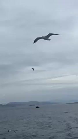 The video depicts a seascape under a cloudy sky. A number of seagulls are in flight over the water. In the distance, there is a landmass with undulating hills. A sailboat is seen on the water's surface. The sea appears choppy with the boat leaving a visible wake.