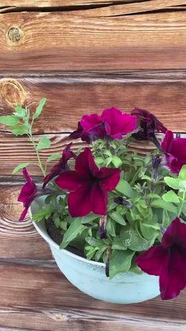 A close-up, panning shot shows a light blue planter filled with dark pink petunias. The planter is set against a background of weathered wooden planks, giving the impression of an outdoor setting. The petunias are in various stages of bloom, with some fully open and others appearing wilted. The camera slowly moves from left to right, capturing the flowers and the texture of the wood. No people are visible in the video. The lighting suggests it is daytime, possibly overcast, as there are no harsh shadows.