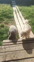Morning backyard moments with poodles and coffee in Фоки
