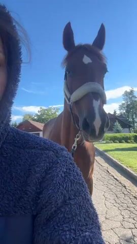 A person, partially visible on the left wearing a blue fluffy jacket, is leading a horse outdoors in St. Veit an der Glan, Austria, on a bright, sunny day. The camera captures the horse's head and neck from a low angle, looking towards its right side.

The horse is a bay or chestnut color with a prominent white blaze on its face. It wears a halter featuring a cream-colored, fluffy noseband and a black and white striped webbing, connected to a lead rope held by the person. The horse appears calm, walking steadily, and makes soft snorting or exhaling sounds throughout the video. Its ears are pricked forward.

They are walking on a cracked, paved path, bordered by vibrant green grass and lush trees, including what appears to be a conifer. A building, possibly a house or barn, is visible in the distant background. The sky is clear blue, and strong sunlight creates a noticeable lens flare. The overall scene suggests a peaceful, daytime activity in a rural or semi-rural setting. No visible text is present.