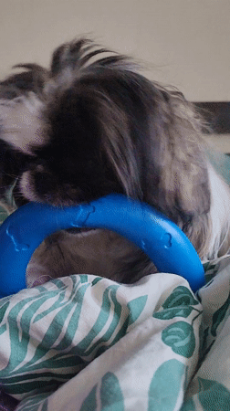 Early morning routine with pet and breakfast in Izhevsk