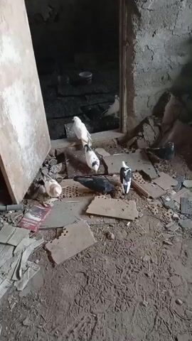 A video showing pigeons inside a rundown room. The room appears to be made of brick and concrete, with debris scattered on the floor. Several pigeons, some white and some black and white, are visible in the video. One pigeon is standing on a pile of debris, while others are on the floor. The room appears to be dark and poorly lit.