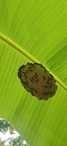 A close-up, low-angle shot shows a nest constructed by insects, possibly wasps or hornets, suspended from the underside of a large, vibrant green banana leaf. The nest itself is oval-shaped and appears to be made of a papery, tan material. It is densely populated with numerous small, black and yellow striped insects. These insects are actively crawling on the surface of the nest, some clustered together, while others are more spread out. The background is dominated by the broad, textured surface of the banana leaf, with its prominent central vein running diagonally from the upper left to the lower right. The lighting suggests it is daytime, likely outdoors, given the natural setting.