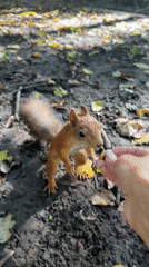 Forest morning: squirrel feeding and selfies near Rusanovo