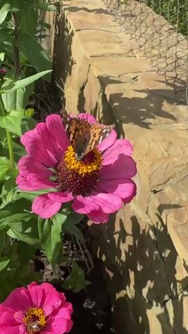 A close-up shot focuses on a bright pink zinnia flower with a butterfly on it. The butterfly has orange and brown wings with black markings. It is actively feeding on the nectar in the center of the flower. The flower is in bloom with its petals fully open, and green leaves surround it. In the background, a stone wall and a chain-link fence are visible. The sunlight casts shadows on the wall. Another pink zinnia flower is partially visible in the lower left corner of the frame. The video shows the butterfly moving around the flower for a few seconds.