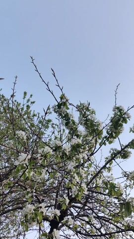 The video starts with a view of a tree blooming with white flowers against a light blue sky. The camera then moves down, revealing a grassy lawn, and focuses on a glass bottle. The camera zooms in on the label, showing the words "Corona Extra" in black letters.