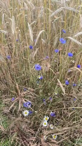 A close-up shot of a field of wheat and wildflowers. The wheat stalks are golden and dry, and many of them are bent over. Blue cornflowers and white daisies are scattered throughout the wheat. The overall impression is one of a late summer harvest.