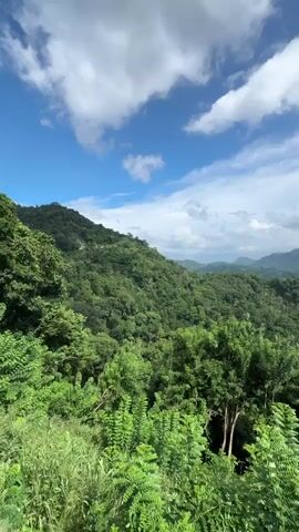 The video captures a panoramic view of a lush, mountainous landscape under a vibrant blue sky dotted with puffy white clouds. The scene is dominated by rolling green hills densely covered in verdant trees and foliage. In the distance, a range of hazy mountains stretches across the horizon, adding depth to the vista. The foreground is filled with vibrant green bushes and shrubbery, providing a closer perspective on the rich vegetation. The lighting is bright and natural, highlighting the vibrant colors of the landscape. The camera appears to be stationary, offering a stable and serene view of the natural environment.