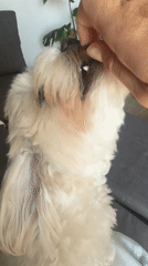 Woman feeds treats to small white dog in Valencia