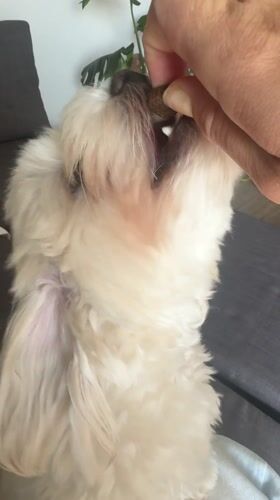 Woman feeds treats to small white dog in Valencia