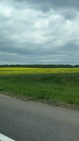 The video shows a view from a moving vehicle driving past a large field of yellow flowers. The road is gray and made of asphalt. A metal guardrail runs along the side of the road. Beyond the guardrail is a green grassy area that transitions into the field of flowers. A forest line is visible in the distance. The sky is overcast with gray clouds. No people are visible in the video.