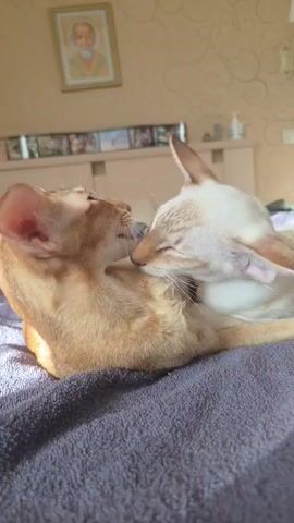 The video displays two cats interacting on a bed. The cat on the left is a tan-colored feline with large ears, positioned in the foreground. It is curled up, with its head turned towards the right. The cat on the right is a white feline, partially obscured, lying behind the tan cat. The white cat appears to be nuzzling or grooming the tan cat's neck or ear. The bed has a dark purple textured blanket. In the background, a light-colored headboard is visible, adorned with a framed picture of a person above it and a row of smaller framed pictures or objects along its length. The room is lit by natural light, casting shadows and highlighting the cats' fur. The overall scene conveys a sense of intimacy and comfort between the two animals.