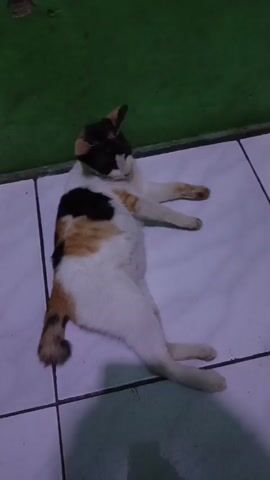 A tri-colored cat is lying on a tiled floor, on its back, with its legs splayed out. The cat has patches of white, black, and orange fur. Its tail is curled around its back. A hand reaches into the frame and touches the cat's leg. The cat then begins to groom itself. The environment appears to be indoors, with a green wall visible in the background. The lighting is dim.