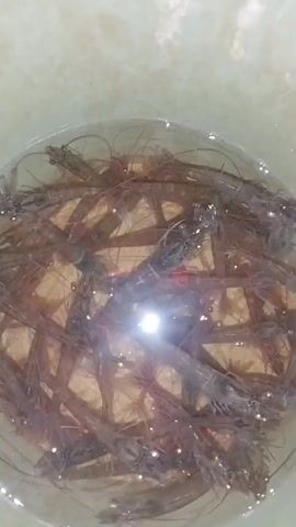 A close-up, overhead shot shows a clear plastic container filled with water and numerous small, translucent shrimp. The shrimp are packed closely together, with their bodies partially submerged. Bubbles are visible on the surface of the water. A bright, circular reflection, likely from a light source, is centered in the image, obscuring some of the shrimp. The container appears to be on a beige, textured surface. The video is shaky, suggesting it was handheld.