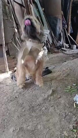A medium-sized shaggy dog is in an outdoor, cluttered area. In the first frame, the dog is on its hind legs, head tilted up with its tongue out, shaking its head rapidly. In the subsequent frames, the dog is on all fours, looking down, then back up and barking with its mouth open. The dog then lies down with its tongue out and then stands on its hind legs again with its front paws raised. The background consists of stacked lumber, tarps, a large white sack, and a metal container. The ground is dirt and gravel.