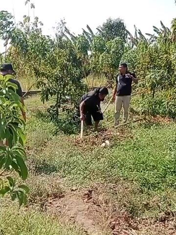 Two men are in a garden with numerous trees and green vegetation under a bright sky. One man, wearing a black t-shirt and dark shorts, is bent over and using a shovel to dig in the dirt. The second man, in a black t-shirt and khaki pants, stands nearby, observing. There are several white objects scattered on the ground near where the first man is digging.