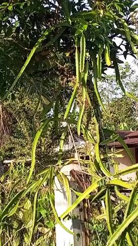 The video begins with a close-up of dragon fruit vines hanging from a tree, with green leaves and a wooden fence visible. The camera then pans to the right, showing more foliage, a palm frond, and a glimpse of a building. The scene shifts to an outdoor shot of a paved road lined with trees and vegetation. A person wearing a blue t-shirt, dark shorts, and a white hat is walking away from the camera down the road. The sky is visible, with scattered clouds. The person stops and turns to face the camera briefly before continuing to walk away. The video continues to show the person walking down the road, with the surroundings of lush green trees and foliage.
