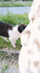 Toddler and a black and white cat roam a Sokolov park