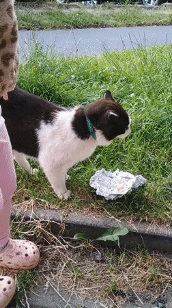 Toddler and a black and white cat roam a Sokolov park