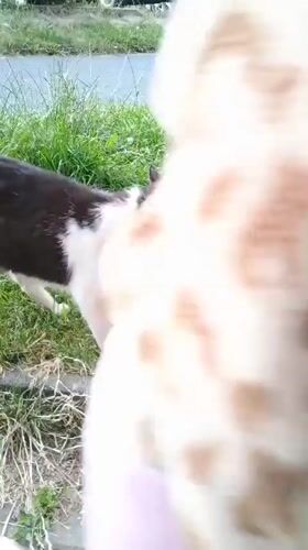 Toddler and a black and white cat roam a Sokolov park