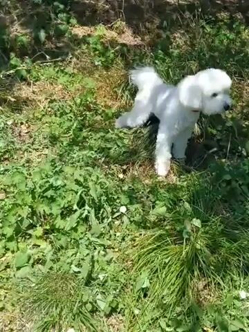 A white dog with fluffy fur is shown walking through tall green grass and some dirt in a sunny outdoor environment. The dog's tail is raised and wagging. The camera pans down as the dog moves away and lowers its head to sniff the ground.