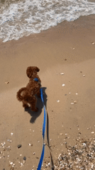 Poodle morning at a quiet Greek beach, camper in tow