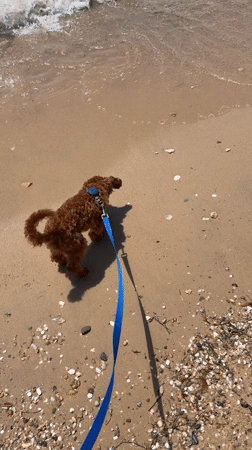 Poodle morning at a quiet Greek beach, camper in tow