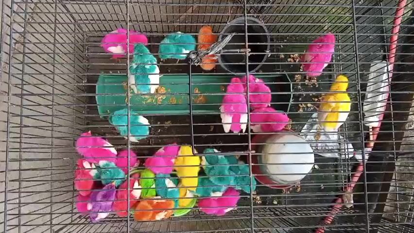A top-down, static shot shows a wire cage containing several brightly colored baby chicks. The chicks are dyed in vibrant shades of pink, blue, yellow, and green. Some chicks are clustered together, while others are more spread out within the cage. Two feeders are visible, one filled with feed, and a water dispenser is also present. The cage floor appears to be covered in wood shavings or similar bedding. A black bucket is positioned in the upper right corner of the cage. The overall environment suggests an outdoor setting, possibly a market or a backyard, with a rough, concrete-like surface visible beneath the cage. The chicks are alive and moving, though their actions are not particularly dynamic. The lighting is somewhat diffused, indicating it may be an overcast day or the cage is in a shaded area.