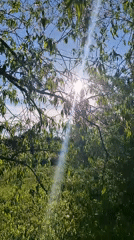 Witness documents sunny afternoon through trees and grass