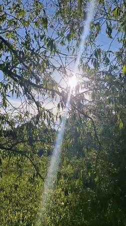 Witness documents sunny afternoon through trees and grass