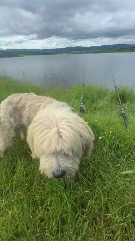 The video shows a fluffy, light-colored dog lying on green grass. In the background, there is a body of water, and two fishing rods are propped up. A hand reaches down to pet the dog on its head. The dog appears to enjoy it and puts its nose into the person's hand. The hand is wearing a gray, ripped glove. The sky is overcast.