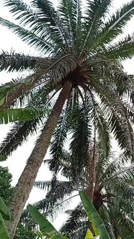 The video shows a low-angle view looking up at a tall palm tree with a thick trunk and numerous large, spiky fronds spread out like a fan against a bright, overcast sky. The camera is positioned beneath the tree, looking directly up into its canopy.  A portion of a dark roof or awning is visible in the lower left corner of the frame. The video is somewhat shaky, suggesting it was taken handheld.