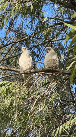 Frankston, Australia