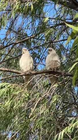 The video shows two light-colored cockatoos perched on a tree branch. The bird on the left is facing left and appears to be looking towards the viewer. The bird on the right is facing slightly to the left and appears to be looking down. The background consists of a blue sky and green foliage from the tree. The sun appears to be shining, casting shadows. The overall scene is natural and peaceful.