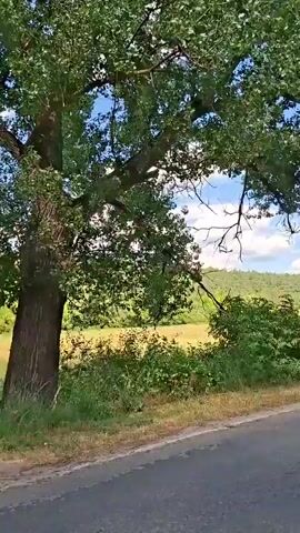 The video shows a view from a car moving along a paved road on a sunny day. The road has a white line marking the center. On the left side of the road, there are trees and a field. On the right side, there are more trees and a fence. In the distance, there are rolling hills covered in green trees. The sky is blue with scattered white clouds. The video captures the movement of the car through a rural, tree-lined landscape.
